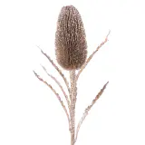 Haste de escova de garrafa prateada (71cm)